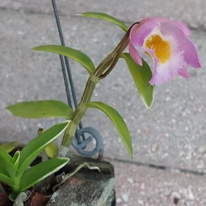 Miniature Dendrobium loddigesii Variegated Orchid Live Plant - Rose Scented Flowers, Rooted in Pot - Image 1
