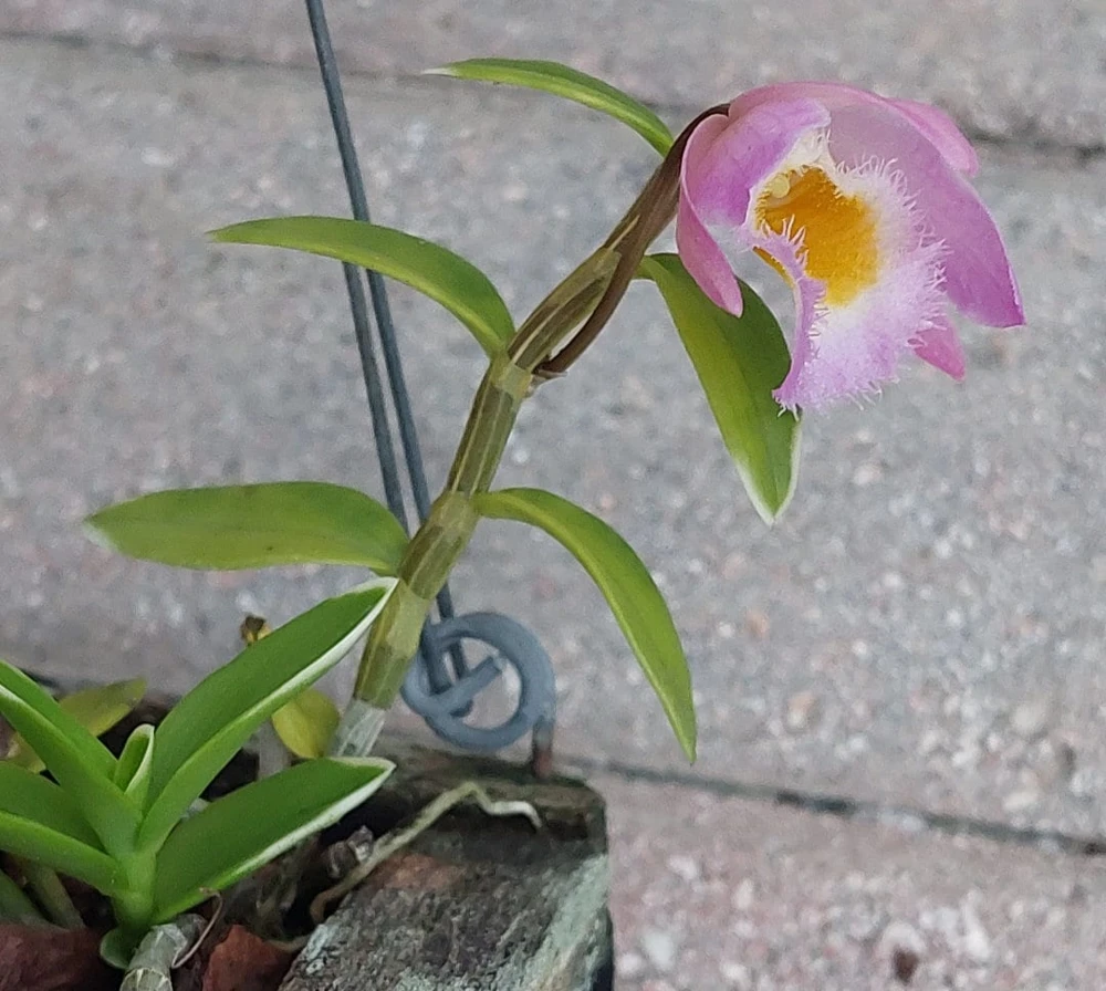 Miniature Dendrobium loddigesii Variegated Orchid Live Plant - Rose Scented Flowers, Rooted in Pot - Image 1