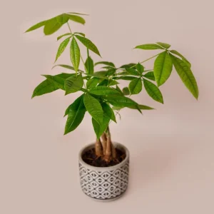 Money Tree Live Plant - 4-7 Inches Tall, 4 Inch Pot - Indoor Houseplant - Image 1