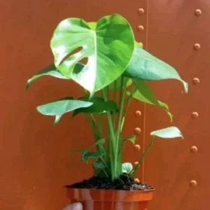 Monstera Deliciosa Live Plant - Swiss Cheese Houseplant for Indoor Decor - Image 2