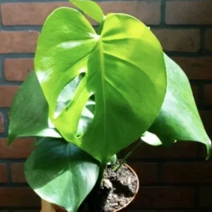 Monstera Deliciosa Live Plant - Swiss Cheese Houseplant for Indoor Decor - Image 1