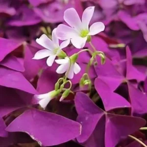 Oxalis Ebony Live Plant - Dark Purple Triangular Foliage - 4in Tall Indoor Plant - Image 1