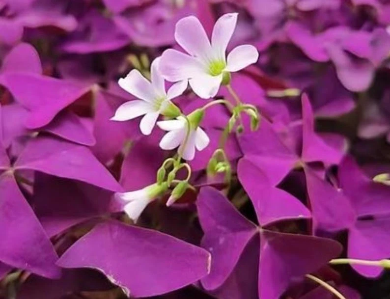Oxalis Ebony Live Plant - Dark Purple Triangular Foliage - 4in Tall Indoor Plant - Image 1