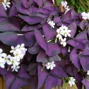 Oxalis Ebony Live Plant - Dark Purple Triangular Foliage - 4in Tall Indoor Plant - Image 2