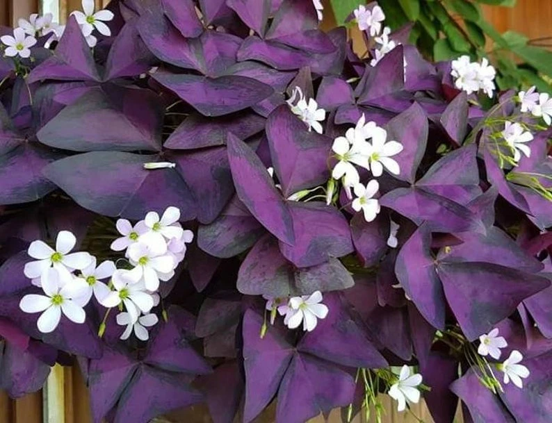 Oxalis Ebony Live Plant - Dark Purple Triangular Foliage - 4in Tall Indoor Plant - Image 2