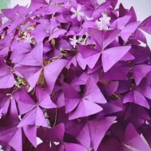 Oxalis Ebony Live Plant - Dark Purple Triangular Foliage - 4in Tall Indoor Plant - Image 3