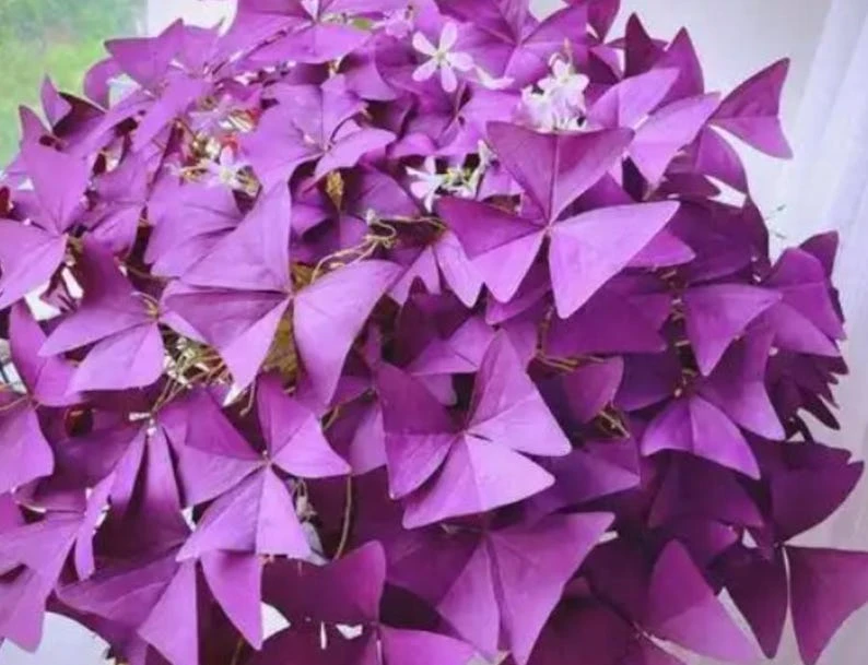 Oxalis Ebony Live Plant - Dark Purple Triangular Foliage - 4in Tall Indoor Plant - Image 3