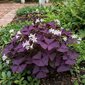 Oxalis Ebony Live Plant - Dark Purple Triangular Foliage - 4in Tall Indoor Plant - Image 4