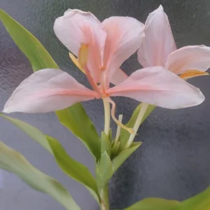 Peach Pink Butterfly Ginger Live Plant – Hedychium Lily – Fragrant Tropical Flower - Image 2