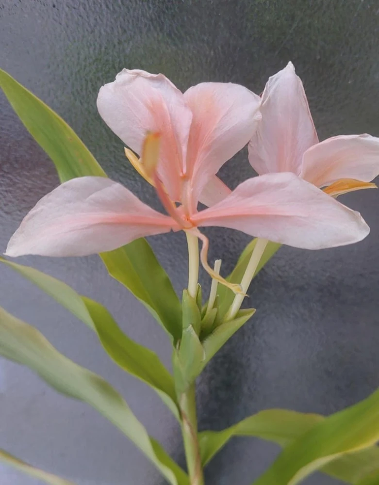 Peach Pink Butterfly Ginger Live Plant – Hedychium Lily – Fragrant Tropical Flower - Image 2
