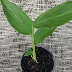 Peach Pink Butterfly Ginger Live Plant – Hedychium Lily – Fragrant Tropical Flower - Image 3