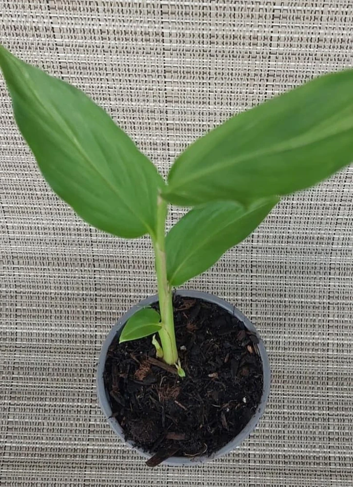 Peach Pink Butterfly Ginger Live Plant – Hedychium Lily – Fragrant Tropical Flower - Image 3
