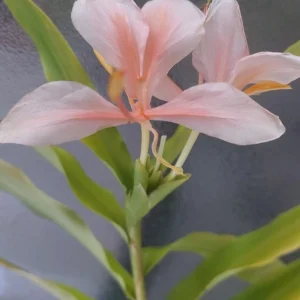 Peach Pink Butterfly Ginger Live Plant – Hedychium Lily – Fragrant Tropical Flower - Image 1