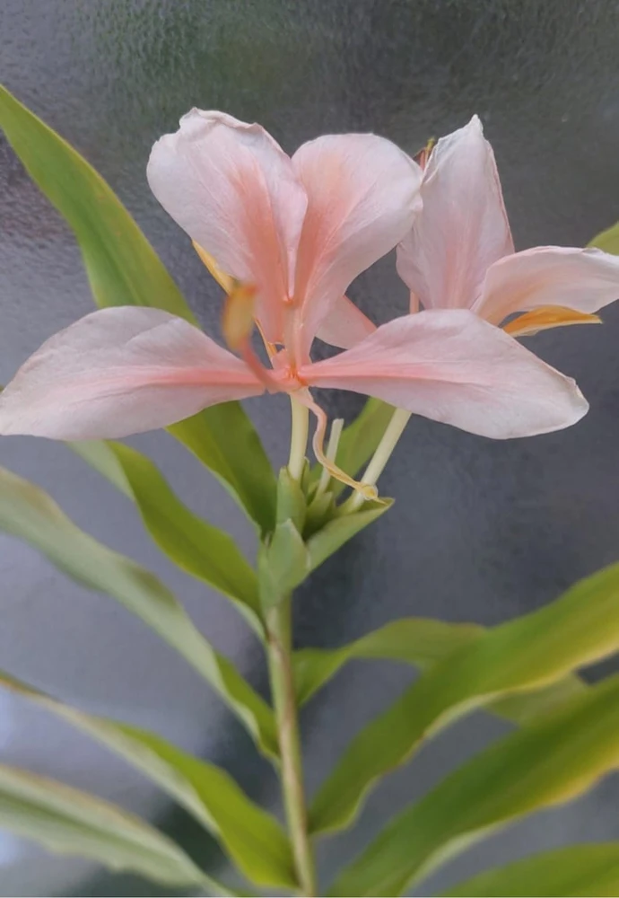 Peach Pink Butterfly Ginger Live Plant – Hedychium Lily – Fragrant Tropical Flower - Image 1
