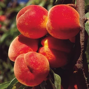 Peach Tree Live Plant – Sweet Fruit Tree, Up to 2 Ft Tall – Outdoor Garden & Patio - Image 2
