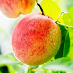 Peach Tree Live Plant – Sweet Fruit Tree, Up to 2 Ft Tall – Outdoor Garden & Patio - Image 5