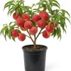 Peach Tree Live Plant – Sweet Fruit Tree, Up to 2 Ft Tall – Outdoor Garden & Patio - Image 1