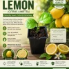 Persian Sweet Lemon (Citrus Limetta) Live Plant – Starter Plug – 1-2 Inches Tall - Image 1