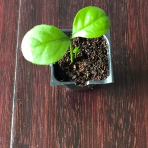 Persian Sweet Lemon (Citrus Limetta) Live Plant – Starter Plug – 1-2 Inches Tall - Image 3
