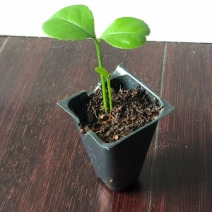 Persian Sweet Lemon (Citrus Limetta) Live Plant – Starter Plug – 1-2 Inches Tall - Image 4