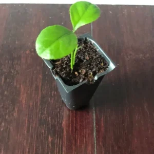 Persian Sweet Lemon (Citrus Limetta) Live Plant – Starter Plug – 1-2 Inches Tall - Image 5