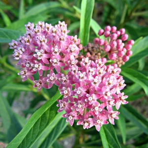 Pink Milkweed Live Plant (Asclepias incarnata) 4in Pot - Monarch Host - Image 1