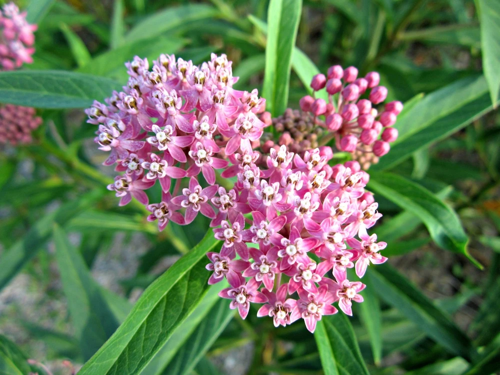 Pink Milkweed Live Plant (Asclepias incarnata) 4in Pot - Monarch Host - Image 1