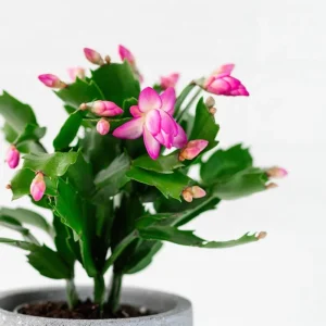 Pink Thanksgiving Cactus Live Plant – Zygocactus Houseplant – 4 Inch Pot – Pink Flower - Image 1