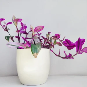 Pink Wandering Jew Live Plant - Tradescantia Nanouk Indoor Houseplant - Image 1