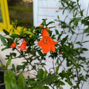 Pomegranate Live Plant 6-8in Tall in 4in Pot - Fruiting Fruit Tree - Image 2