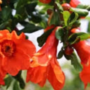 Pomegranate Live Plant 6-8in Tall in 4in Pot - Fruiting Fruit Tree - Image 3