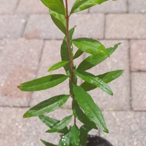 Pomegranate Live Plant 6-8in Tall in 4in Pot - Fruiting Fruit Tree - Image 4