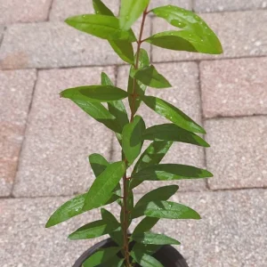 Pomegranate Live Plant 6-8in Tall in 4in Pot - Fruiting Fruit Tree - Image 5