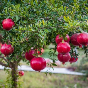 Pomegranate Live Plant 6-8in Tall in 4in Pot - Fruiting Fruit Tree - Image 1
