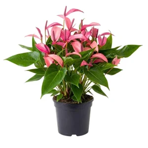 - Image 1
