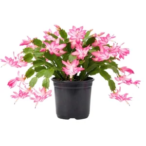 - Image 1