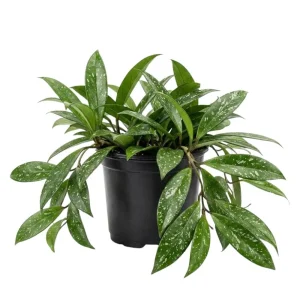 - Image 1