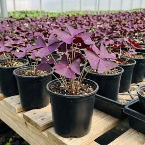 - Image 2