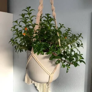- Image 2