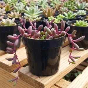 - Image 2