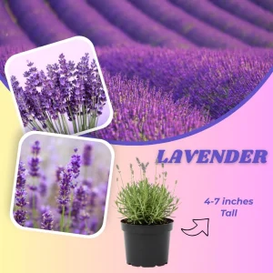 - Image 2