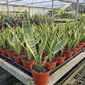 - Image 2