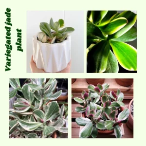 - Image 2