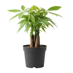- Image 2