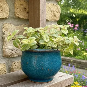 - Image 2