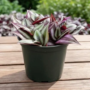 - Image 2