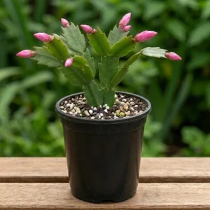 - Image 2
