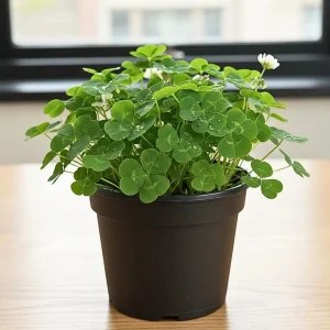 - Image 2