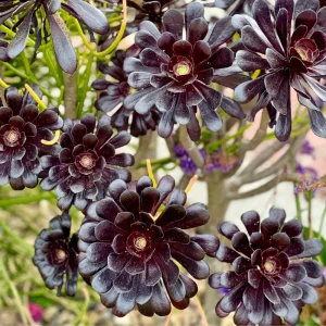 - Image 2