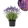 - Image 1